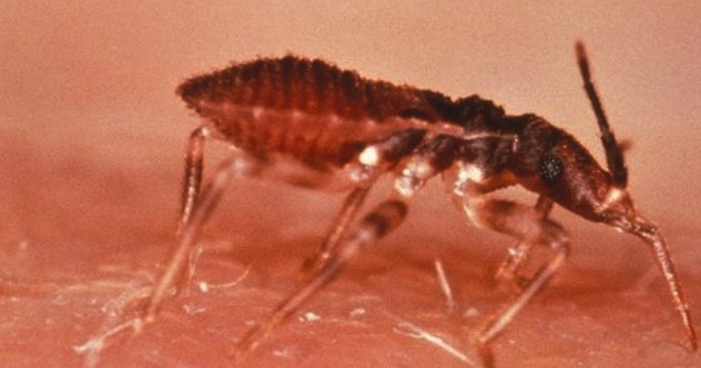 Choroba Przenoszona Przez Komary Krzyżówka Lekarze ostrzegają. Groźna choroba przenoszona przez całujące robaki
