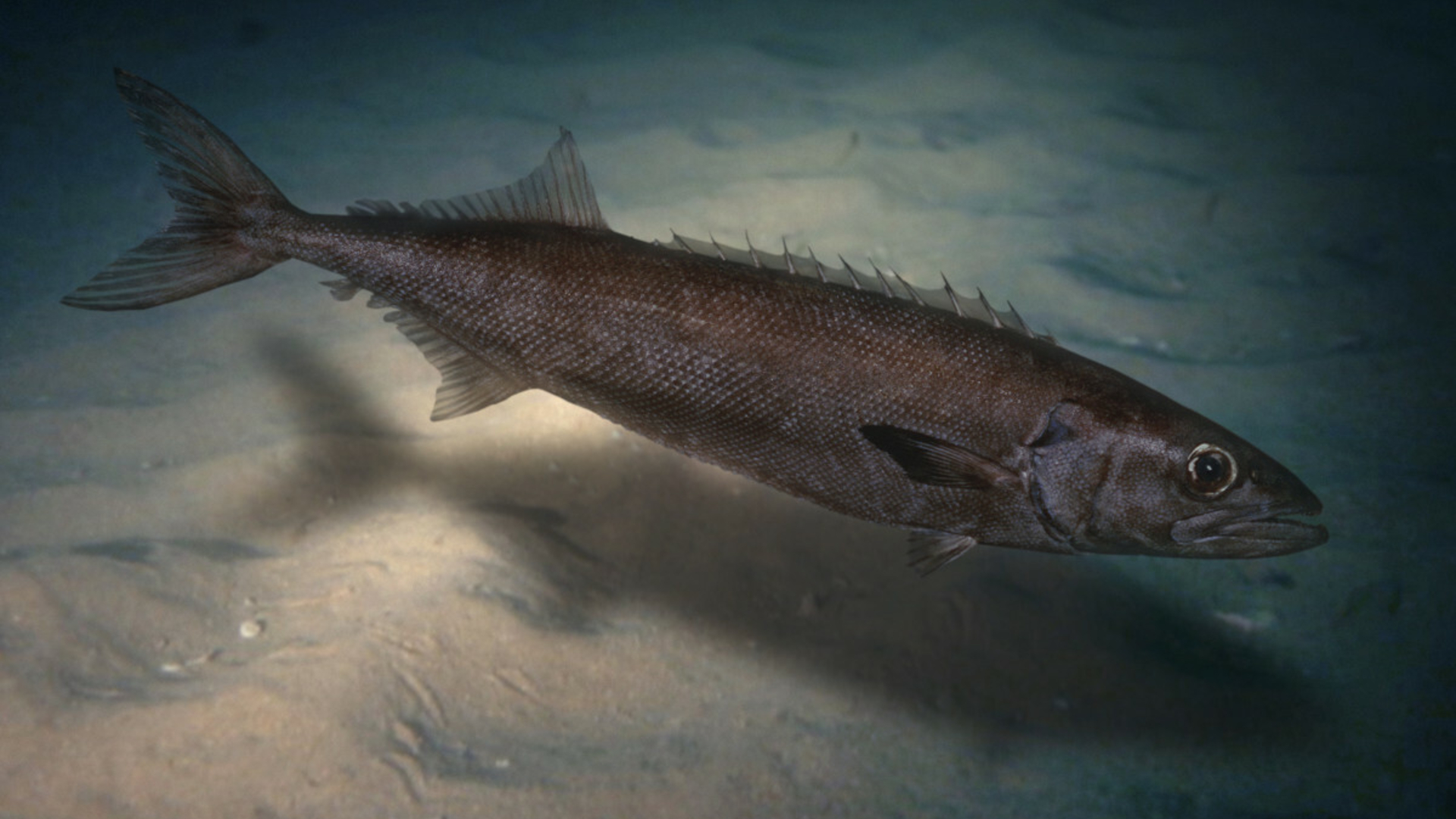 Ta ryba zawiera estry woskowe niestrawne dla ludzi. Polacy wciąż się zajadają
