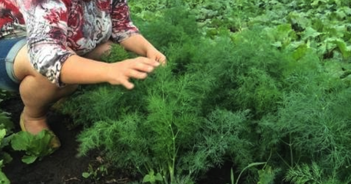 Jak prawidłowo siać koperek, aby wyrósł bujny — praktyczne porady dla wszystkich