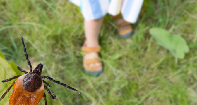 Uważaj na kleszcze! Ten błąd w ogrodzie przyciąga je najbardziej
