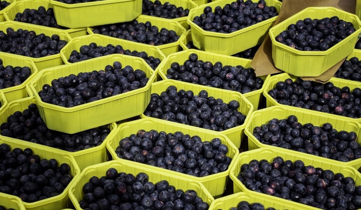 Świdośliwa na bazarach po 15 zł za kilogram — owoce wielkości borówki amerykańskiej