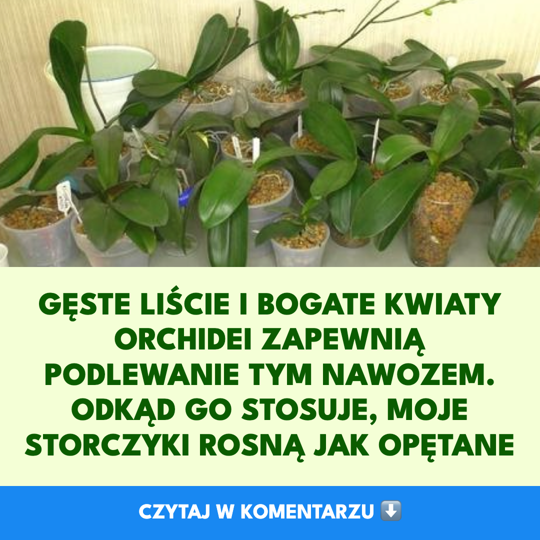 Nawożenie storczyków: jak zwiększyć bujność liści i obfitość kwiatów