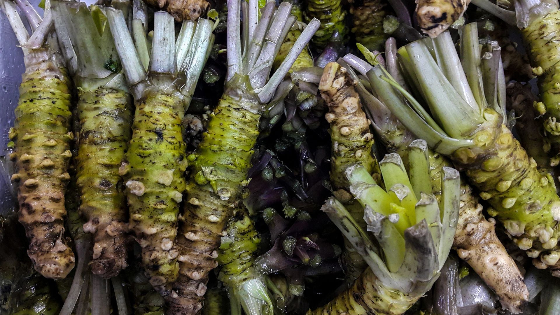 Wasabi spod Radomia. Za kilogram kłączy trzeba zapłacić nawet 1,5 tys. zł